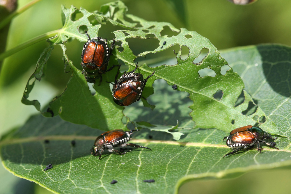 Pest Control for Landscape